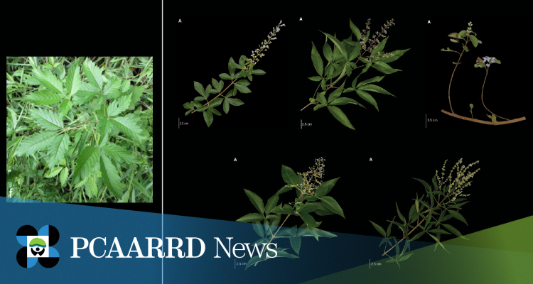 Study reveals real identity of Philippine Lagundi, identifies five different species